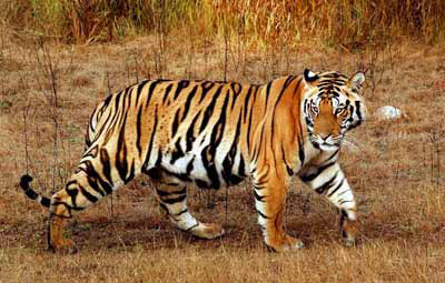 Maharashtra Wild Trail